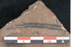 Foto (Detailansicht) von Ficus sagoriana Ettingshausen (NHMW-GEO-2024-0188-8063b)